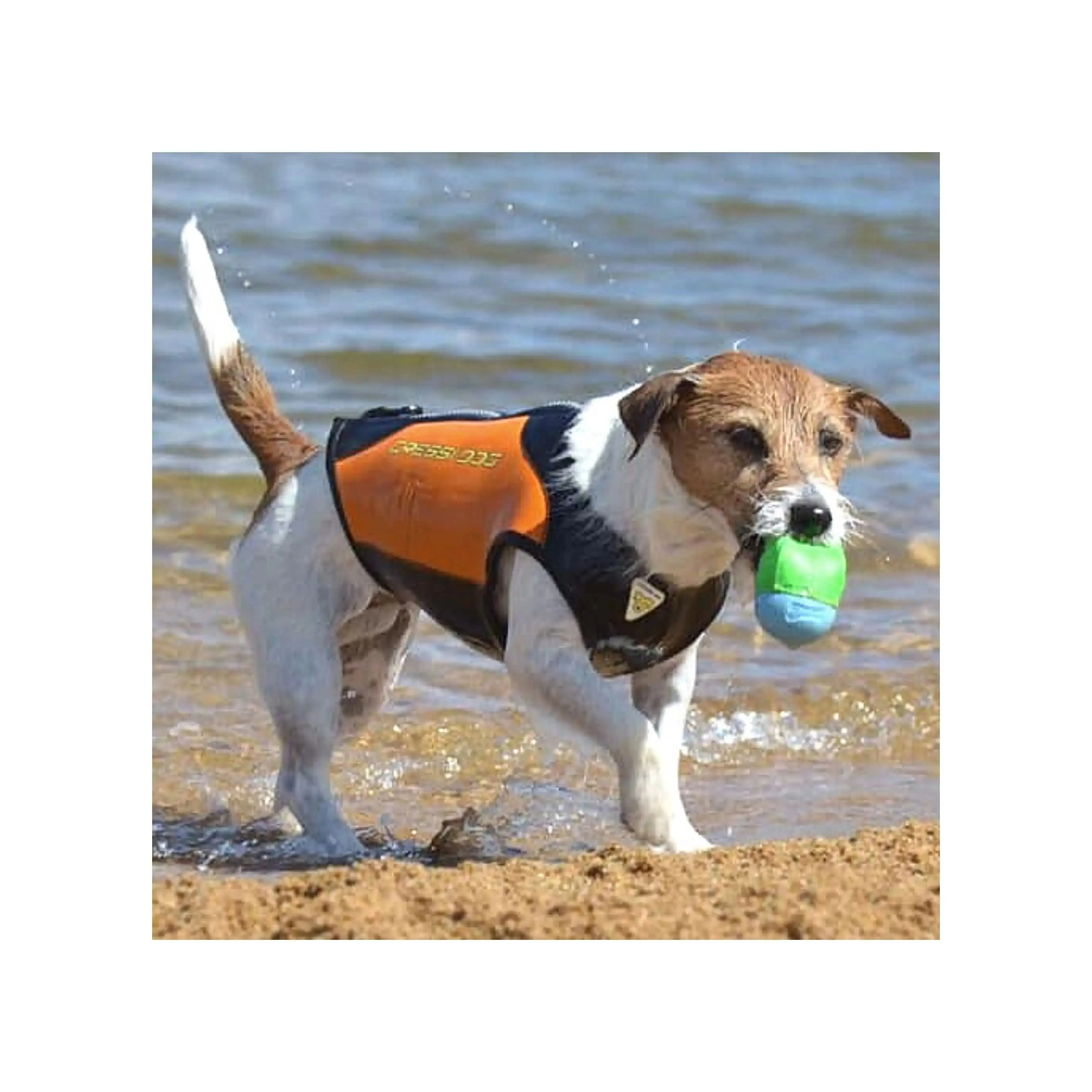 Dog Wetsuit Small Sizes | CRESSI DOG
