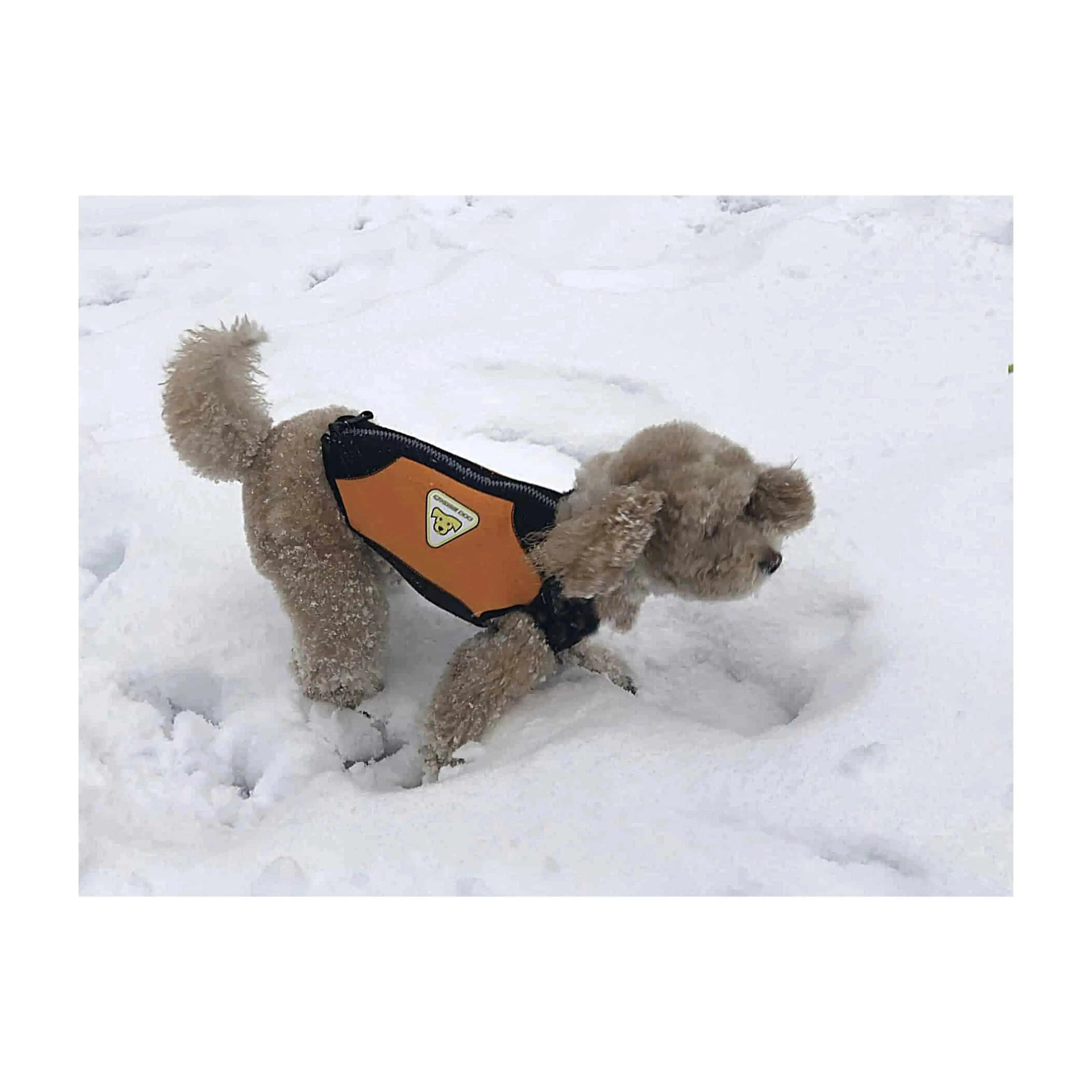 Dog Wetsuit Small Sizes | CRESSI DOG