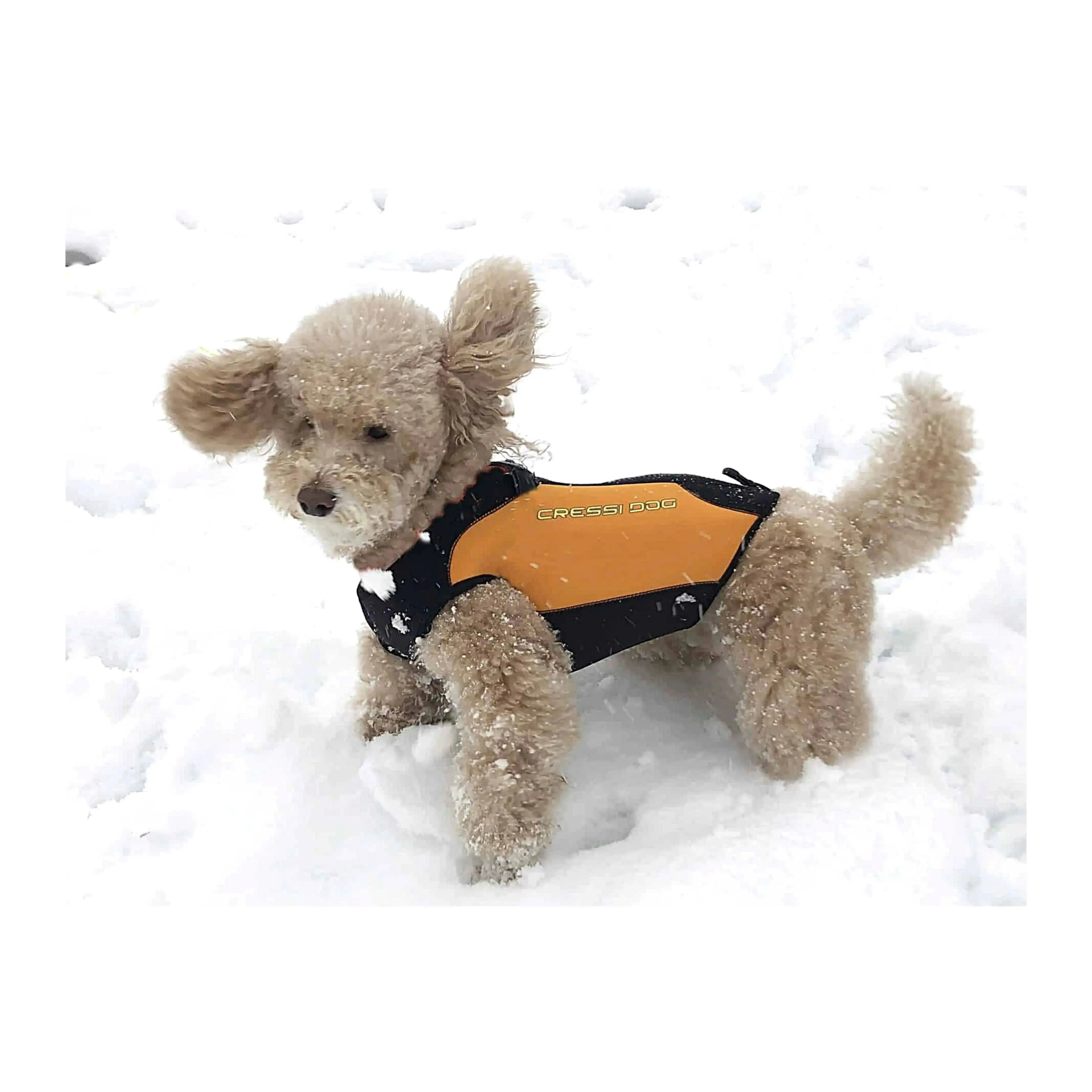Dog Wetsuit Small Sizes | CRESSI DOG