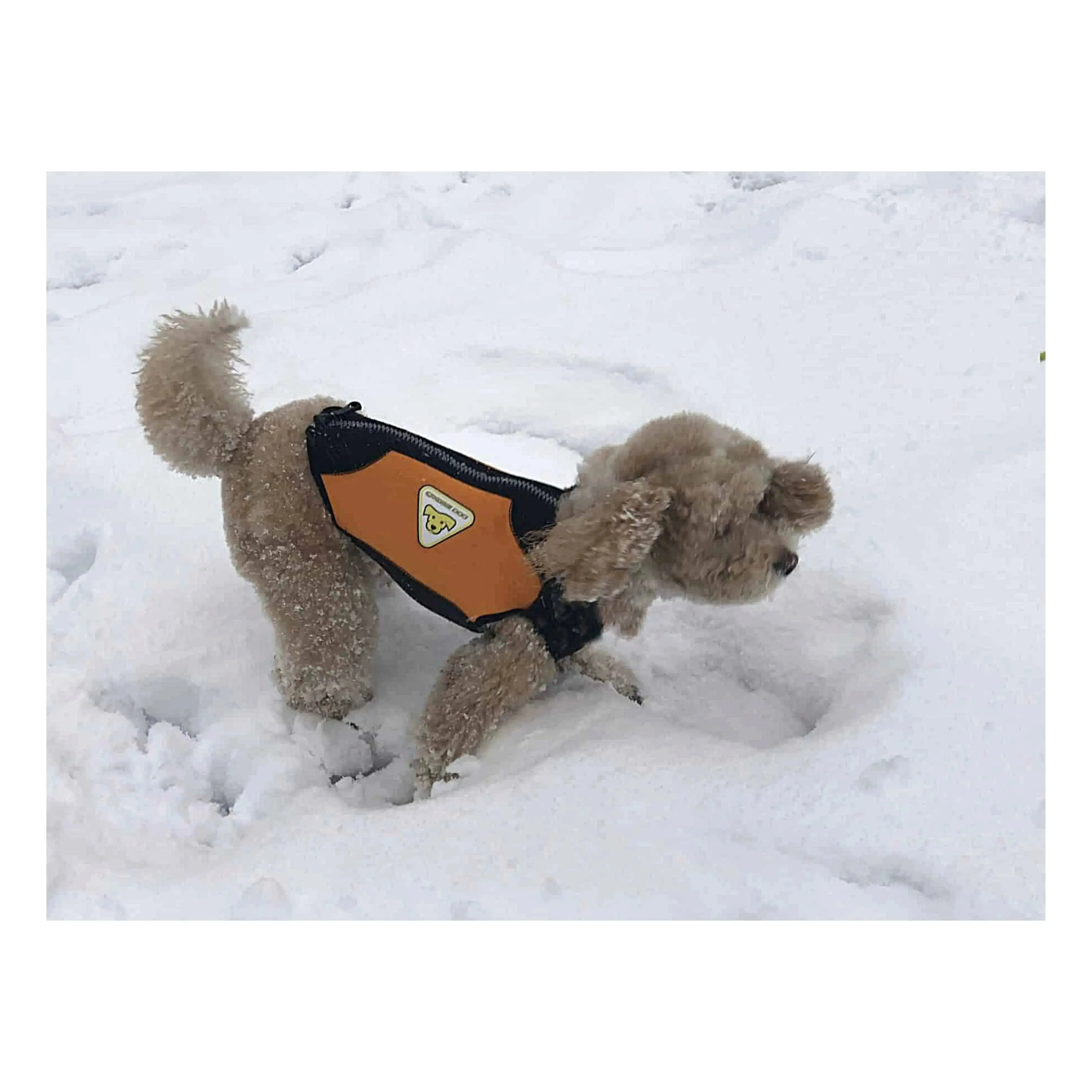 Dog Wetsuits Medium Sizes | CRESSI DOG