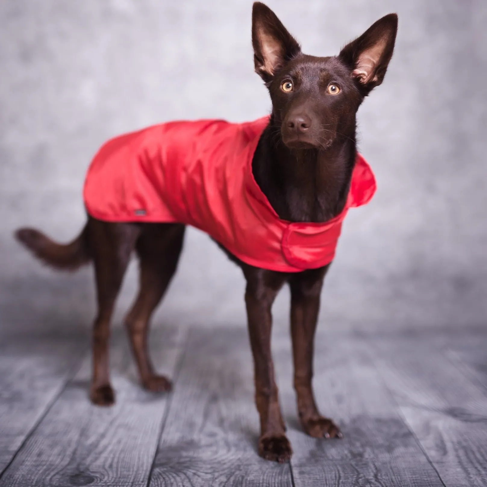 Red Raincoat - Bristol