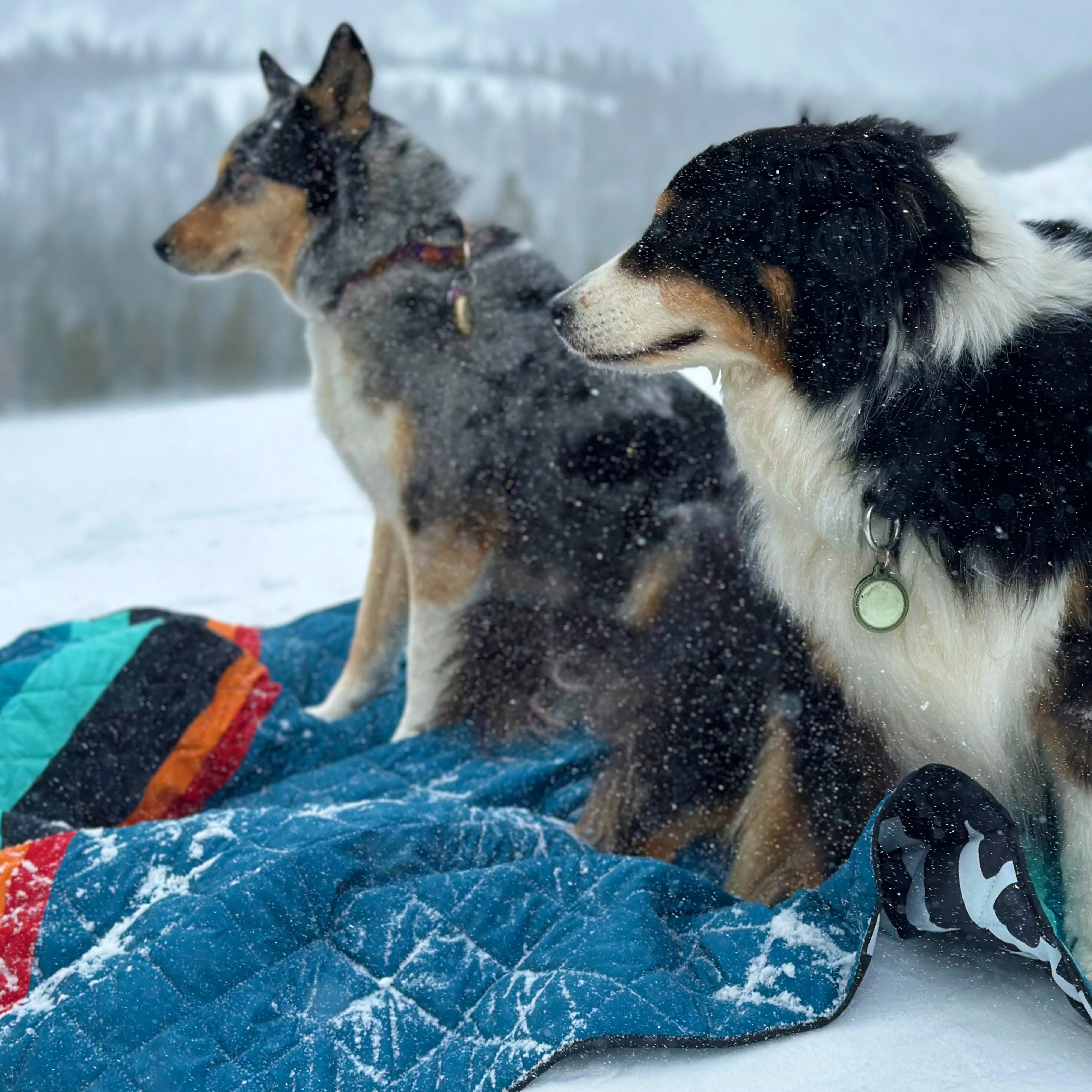 The Derby Blanket