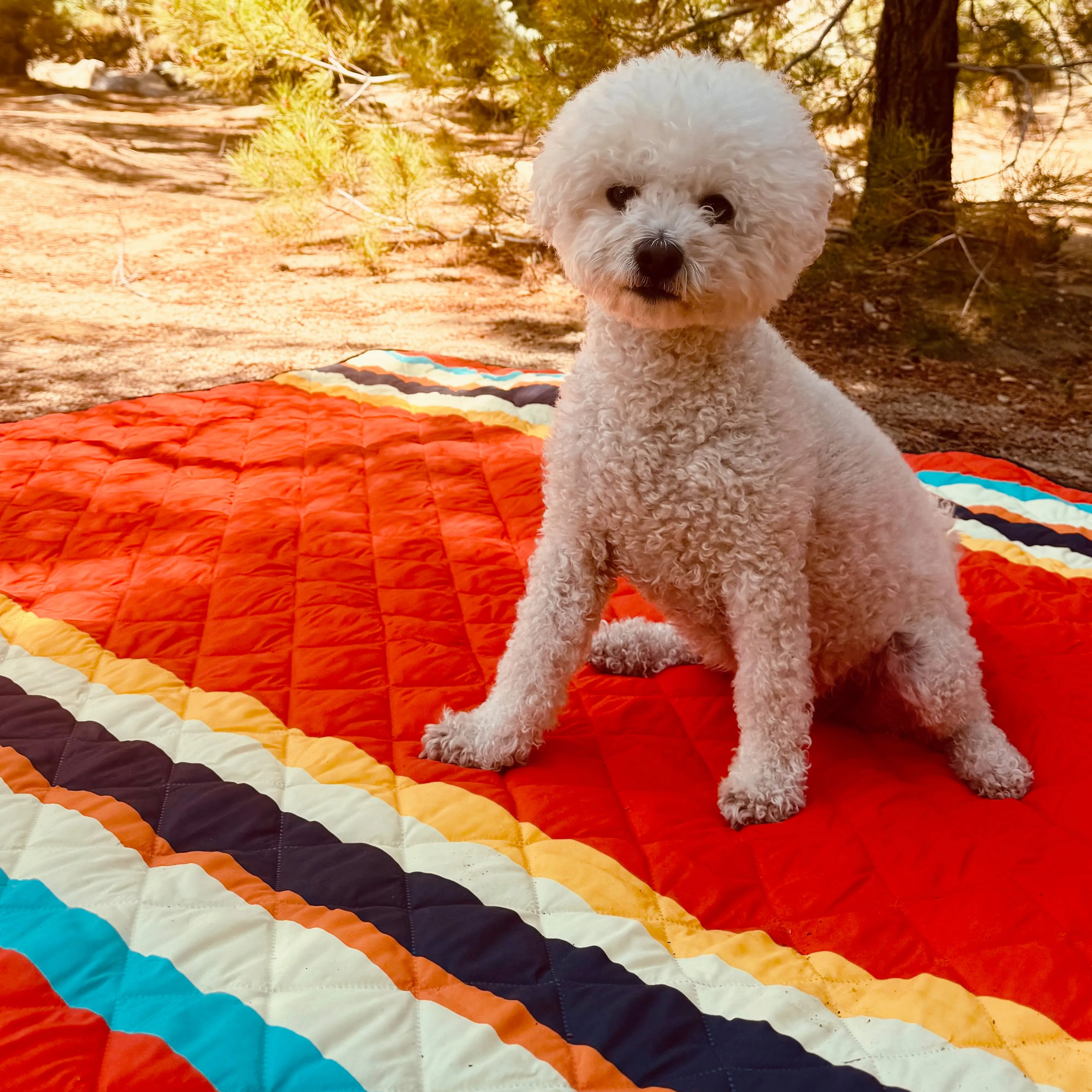 The Derby Blanket